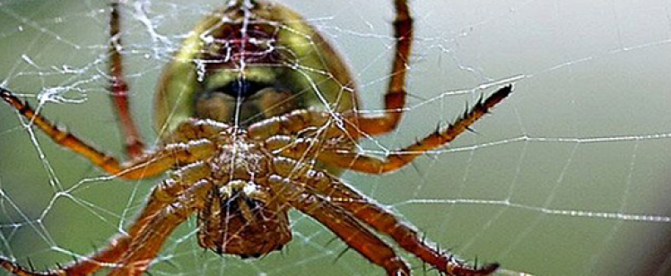 Close-up of spider on intricate web
