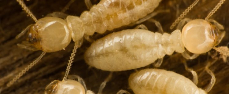 Close-up of pale termites on wooden surface