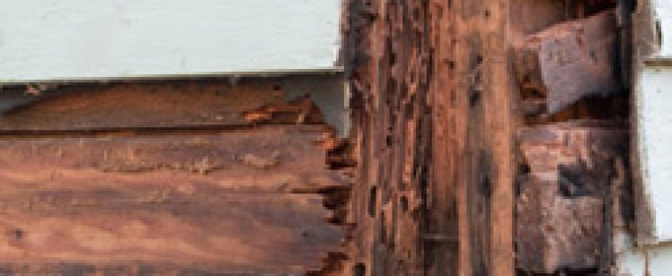 Rotten exterior siding with termite galleries