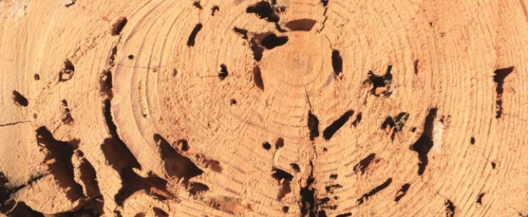 Cross-section of insect-damaged tree trunk