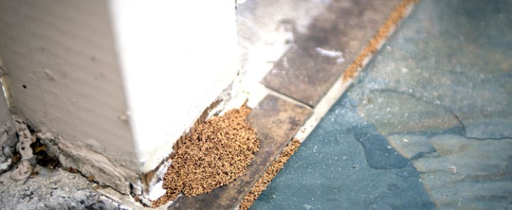 termite-exterminator