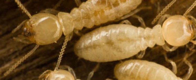 close-up pale worker insects clustered