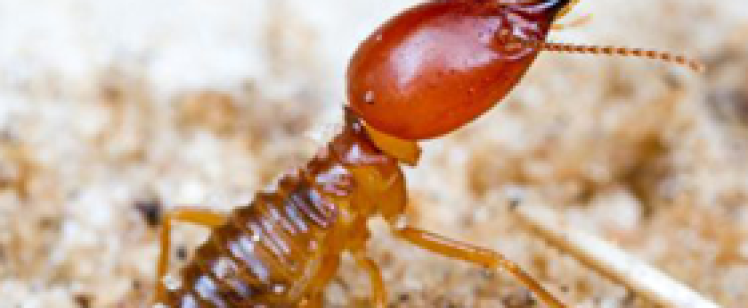 reddish soldier insect with large mandibles