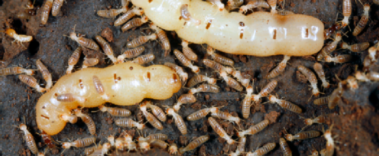 Termite colony with white larvae and workers