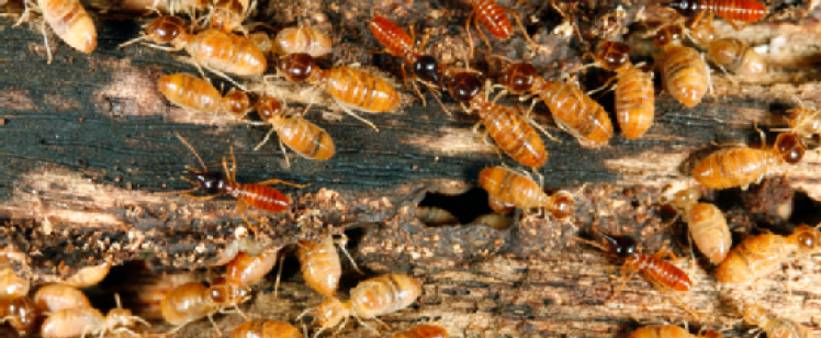 Termites crawling on rotting wood