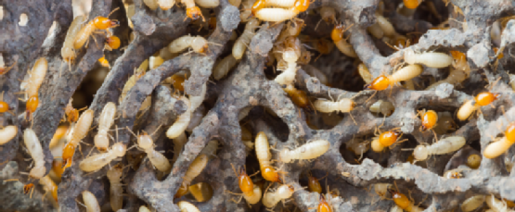 Close-up of termites in infested wood