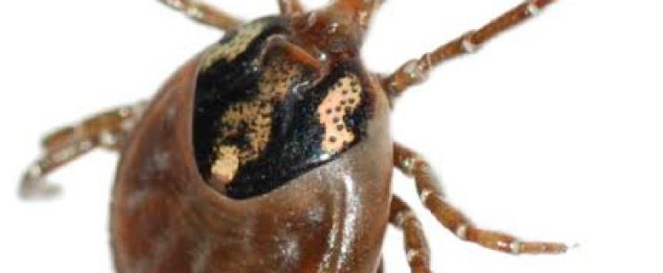 Tick