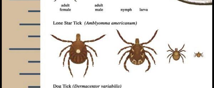 Tick Sizes
