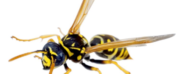 wasp-2-oc
