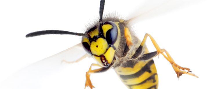 Macro shot of flying wasp showing stripes