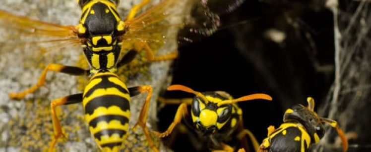 Close-up of three wasps at nest entrance