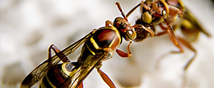 Two paper wasps touching heads