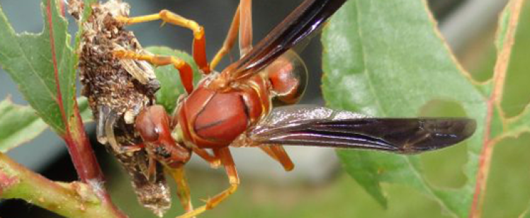 Wasp on plant near a small nest