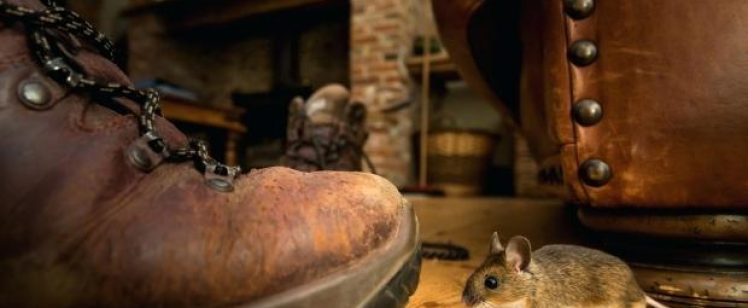 Mouse beside a worn leather boot