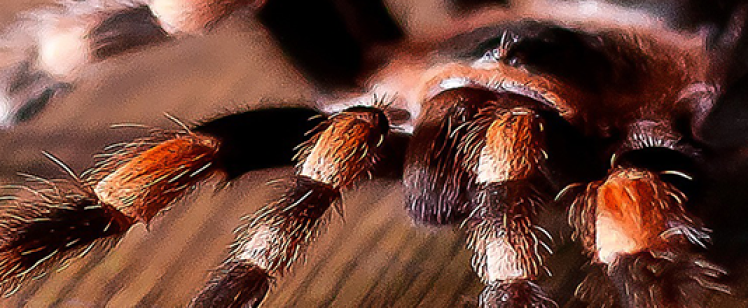 Close-up of tarantula legs on wooden surface